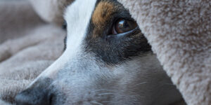 perdita di animale domestico